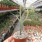 Euphorbia imerina  Rauh 68099 Madagaskar