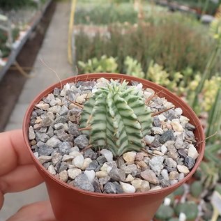 Euphorbia meloformis cv. variegata