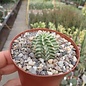 Euphorbia meloformis cv. variegata