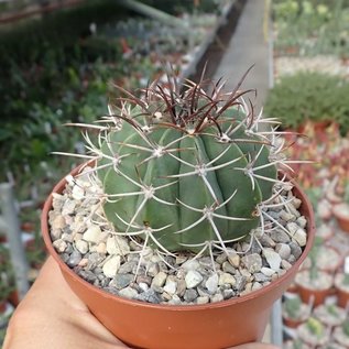 Melocactus glaucescens  HU 219 Morro de Chapeu, Bahia, Brazil 900m   CITES, not outside EU