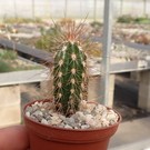 Pachycereus pringlei Cardon