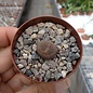 Lithops aucampiae ssp. aucampiae v. aucampiae  C 366 Nahe Danielskuil, Südafrika