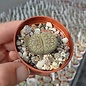 Lithops bromfieldii v. glaudinae  C 393 70 km NW Griquatown, Süd Afrika