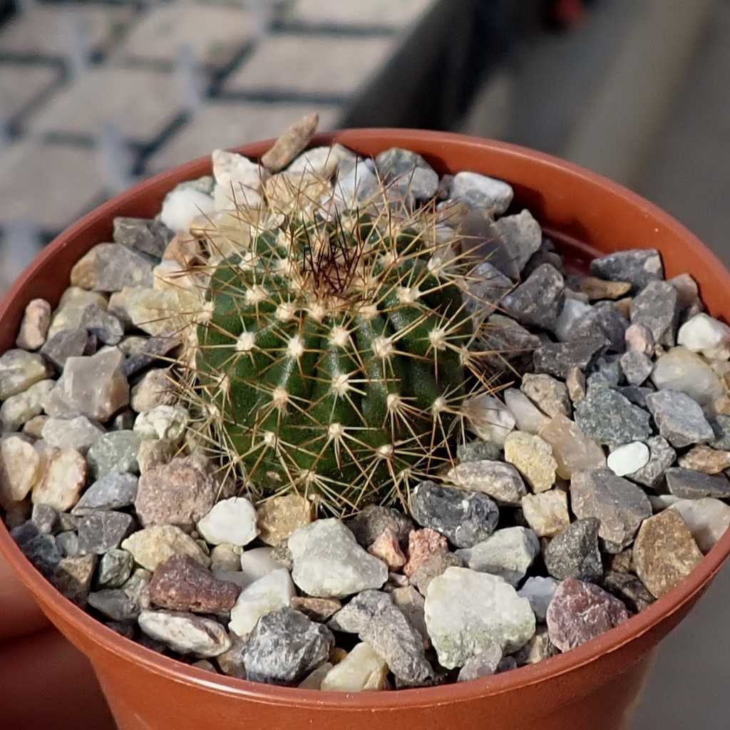 Uebelmannia pectinifera v. multicostata CITES, not outside EU Uhlig