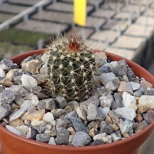 Uebelmannia pectinifera v. pseudopectinifera RNK 038 Minas Gerais, 7km NE of Datas, the highest site of the genus, Br. 1415m   CITES, not outside EU