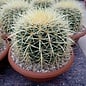 Echinocactus grusonii XL