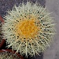 Echinocactus grusonii XL