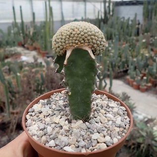 Euphorbia piscidermis     gepfr. cristata