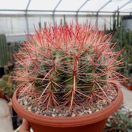 Ferocactus stainesii v. pilosus XL