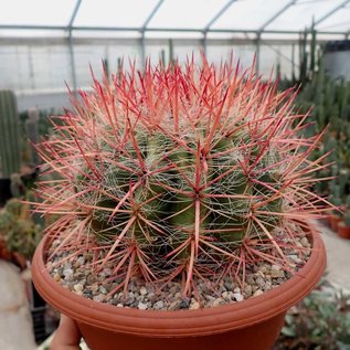 Ferocactus stainesii v. pilosus XL  Mexiko, San Luis Potosi