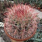 Ferocactus stainesii v. pilosus XL  Mexiko, San Luis Potosi