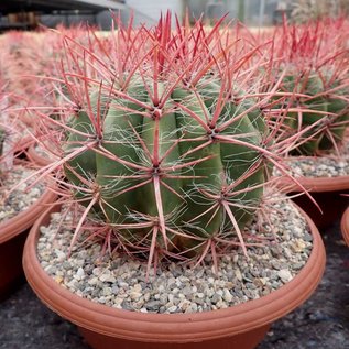 Ferocactus stainesii v. pilosus XL  Mexiko, San Luis Potosi