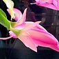 Schlumbergera-Hybr. Frau Silber