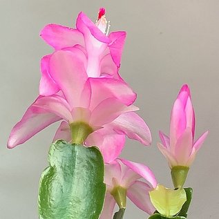 Schlumbergera-Hybr. Frau Silber