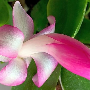 Schlumbergera-Hybr. Frau Silber