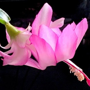 Schlumbergera-Hybr. Frau Silber