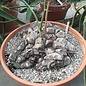 Dioscorea mexicana syn. Macrostachya XL