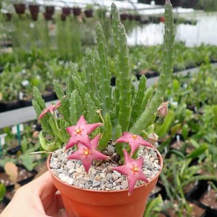 Stapelia divaricata