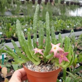 Stapelia divaricata