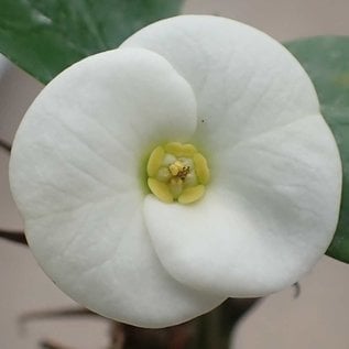 Euphorbia milii Grandiflora-Thai-Hybr.  White Snow