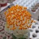 Haemanthus albiflos