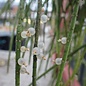 Rhipsalis lindbergiana  HU 898 Rui Barbosa, Bahia, Brasilien