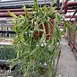 Rhipsalis micrantha fa. roseana monstrosa