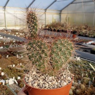 Opuntia hystricina-Hybr. Gert      (dw)