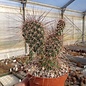 Opuntia hystricina-Hybr. Gert      (dw)