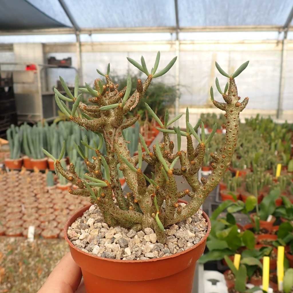 Tylecodon buchholzianus Uhlig Kakteen Über 5000 verschiedene Arten