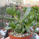 Adromischus umbraticola ssp. ramosus DMC 1721 IB 7880 Chunies Poort