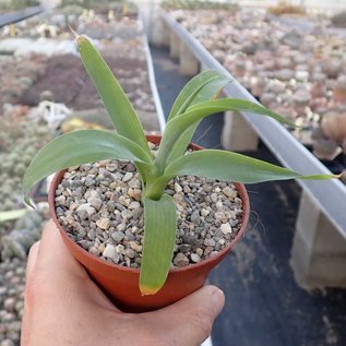 Agave attenuata cv. Boutine Blue