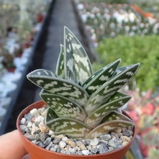 Aloe variegata