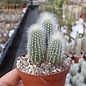 Cleistocactus strausii