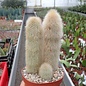 Cleistocactus strausii- Hybr.