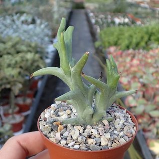 Euphorbia hamata