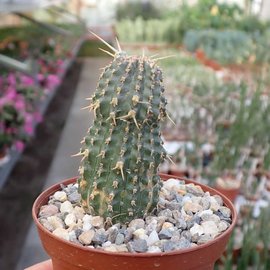 Euphorbia phillipsioides