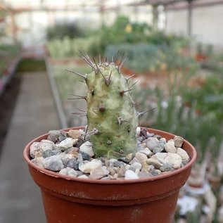 Euphorbia prona aff.   Cape Guardafui