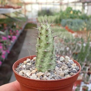 Euphorbia prona aff.   Cape Guardafui