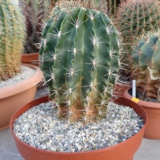 Ferocactus flavovirens