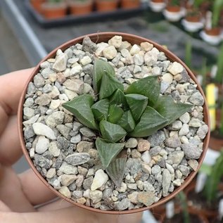 Haworthia magnifica