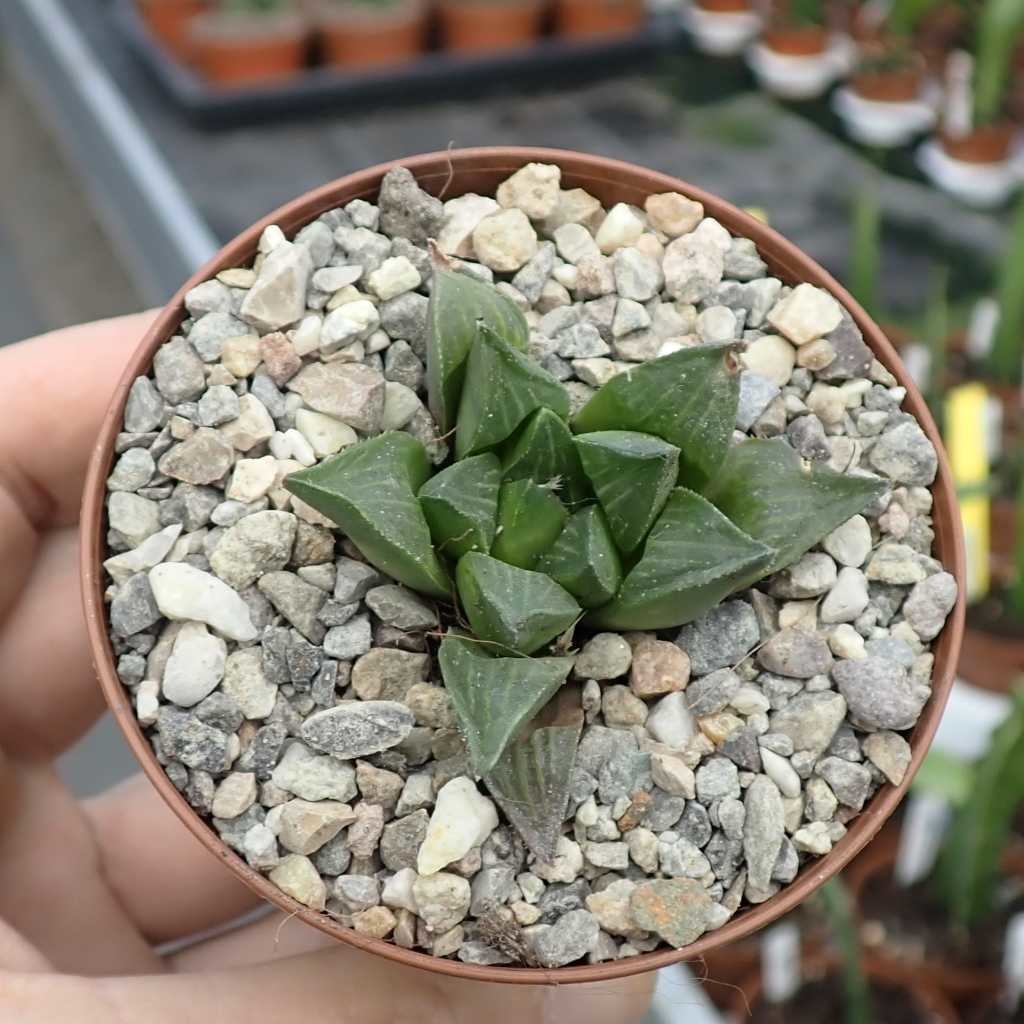 Haworthia magnifica Uhlig Kakteen Über 5000 verschiedene Arten