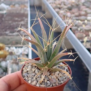 Leuchtenbergia principis v. trachythele