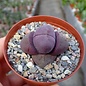 Pleiospilos nelii cv. Royal Flush