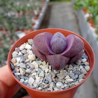 Pleiospilos nelii cv. Royal Flush