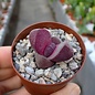 Pleiospilos nelii cv. Royal Flush