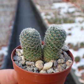 Rebutia teresae  KK 1965 Ravelo, Potosi