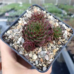 Sempervivum Zeeuwse Winner       (dw)