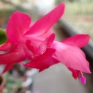 Schlumbergera-Hybr. Dutch April