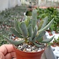 Adromischus filicaulis